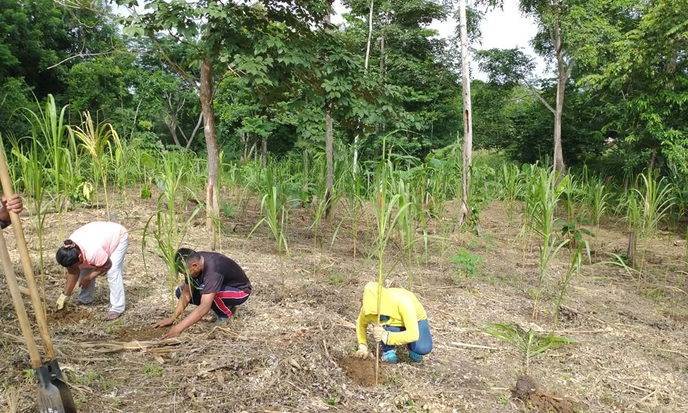 Indígenas Zenú, Reforestación Ruta Etnoecoturística
