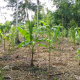 Reforestación Ruta Etnoecoturística