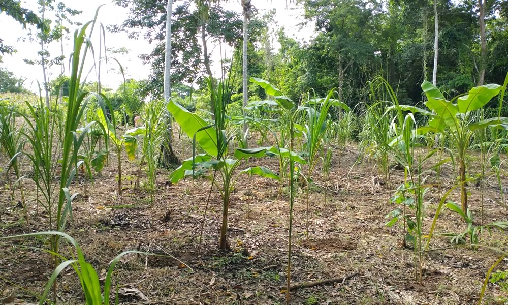 Reforestación Ruta Etnoecoturística